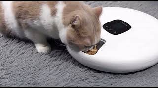 PET HUHOU Automatic Pet Feeder with Digital Timer for Cats and Small Dogs White TUYA APP screenshot 5