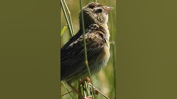 FEMALE BOBOLINK!! (Pt 1) #music #shorts #youtube #trending #birds #bobolink #song #cute #grass #bird