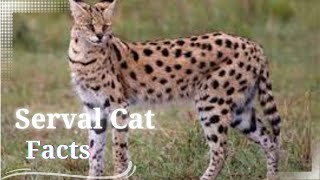 Servals Cat Facts || 10 Fun Facts About Servals