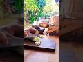 Slicing Mustard and Producing A Satisfying Sounds! #asmrsounds #satisfying #oddlysatisfying