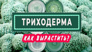 ТРИХОДЕРМА Как вырастить и как использовать?