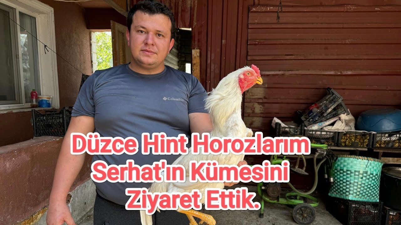 Düzce Hint Horozlarım Serhat’ın Kümesini Ziyaret Ettik.Güzel Horozları Var Maşallah.