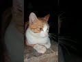 cara pelihara kucing biar sehat tonton sampai habis #creator pemuala