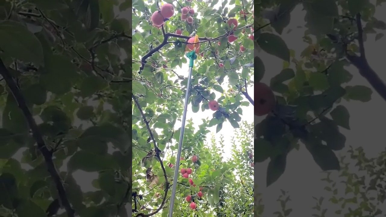 Sweet 10$  Rose apple 🍎 harvest at Thailand|