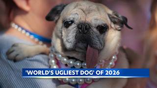 Jinny Lu beats 8 dogs to win ugliest dog title in California