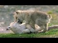 Babysitting Cute Wolf Pups | Snow Wolf Family And Me | BBC