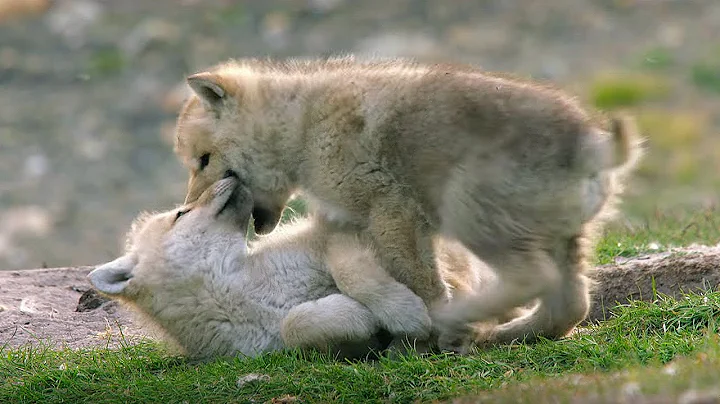 Babysitting Cute Wolf Pups | Snow Wolf Family And Me | BBC - DayDayNews