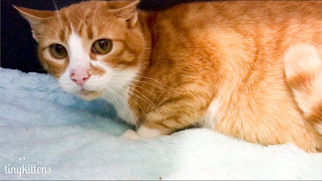 intake-surprise-pregnant-feral-cat-ramona-meets-chloe-tinykittens