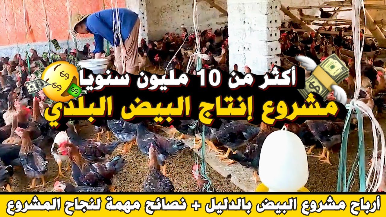 مشروع انتاج البيض البلدي🥚مشروع مربح برأس مال صغير💵 حساب مصاريف و أرباح المشروع بالتفصيل 💥 نصائح مهمة