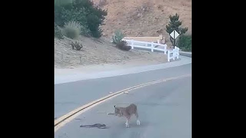 Bobcat vs. Rattlesnake