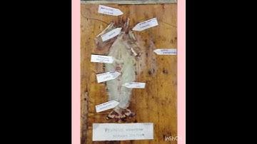 Nervous system of shrimp and digestive system of fish