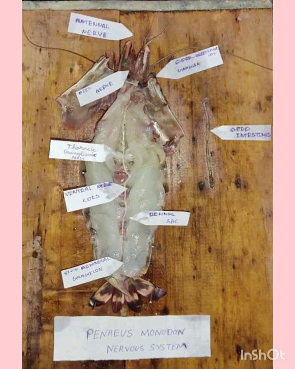 Nervous system of shrimp and digestive system of fish youtube