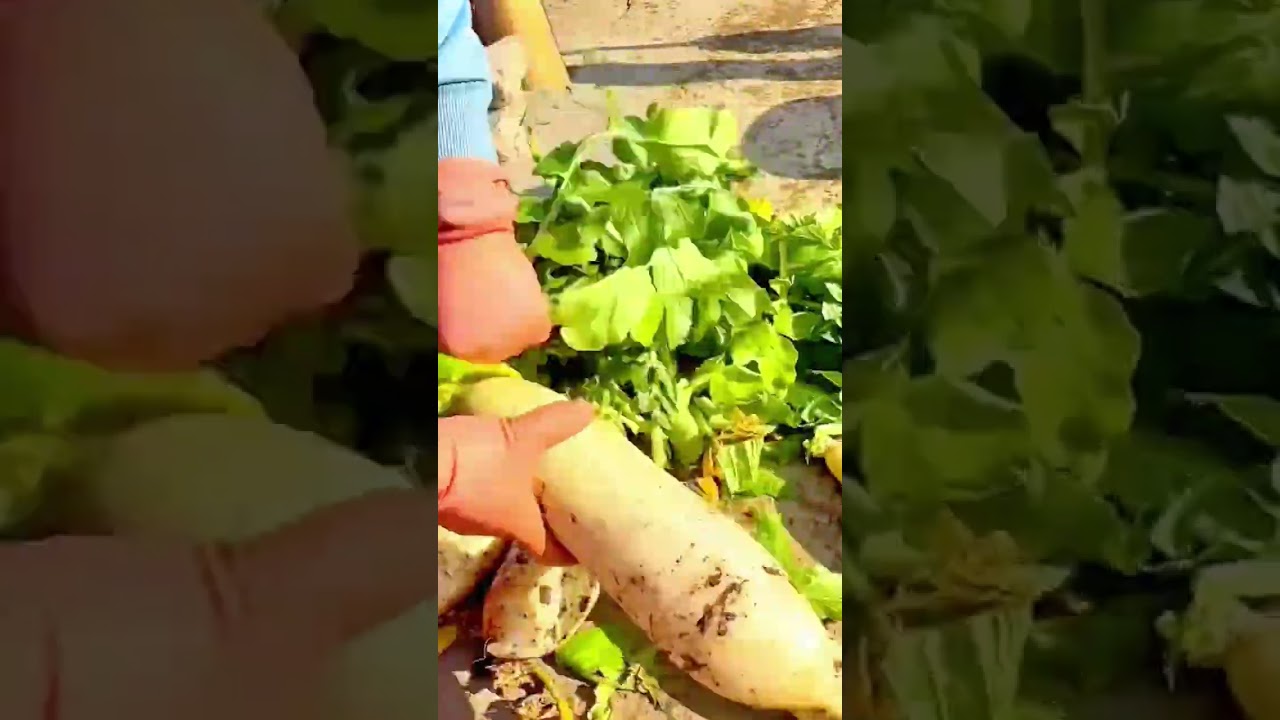 harvesting several fresh and green vegetables precisely from a garden using a pair of red scissors
