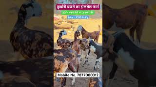 #How To start new Goat farm, Qurbani Best Goat Available Call Now 📲 7877080312