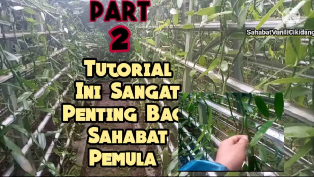 Pembahasan Cara Budidaya Vanili Sistem Modern||Part 2 