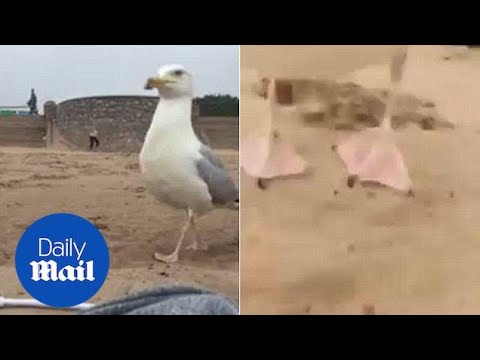 Cheeky: Seagull steals iPhone from beach and flies off - Daily Mail