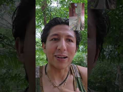 La importancia de los Árboles
