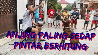 Download lagu ANJING PALING SEDAP PINTAR MATEMATIKA - ADU KEPINTARAN DENGAN ANAK SD