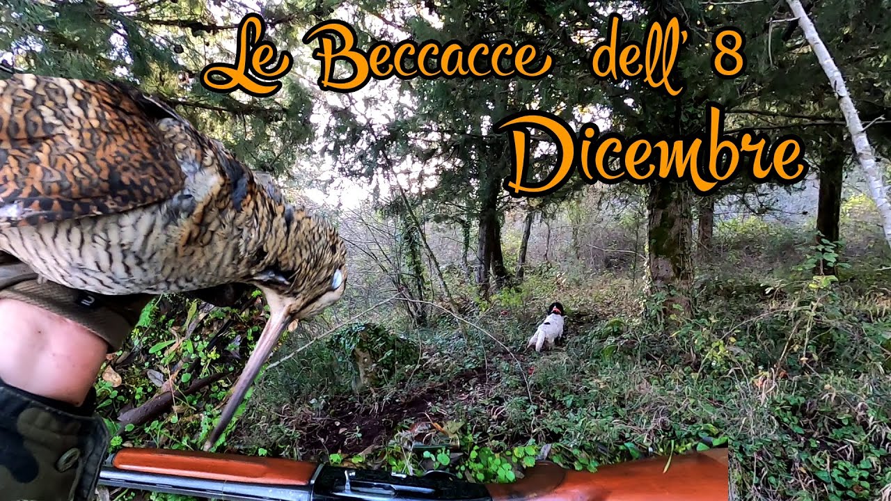 Le Beccacce dell' Otto Dicembre tra Abeti e Roveti - Cacca alla Beccaccia - Woodcock Hunting