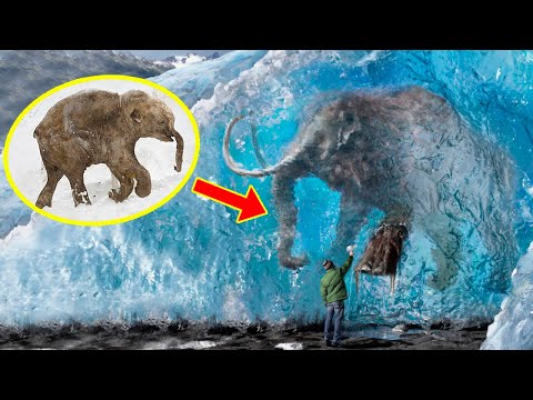 Video: Hvad skete der med den mammut, der blev fundet?