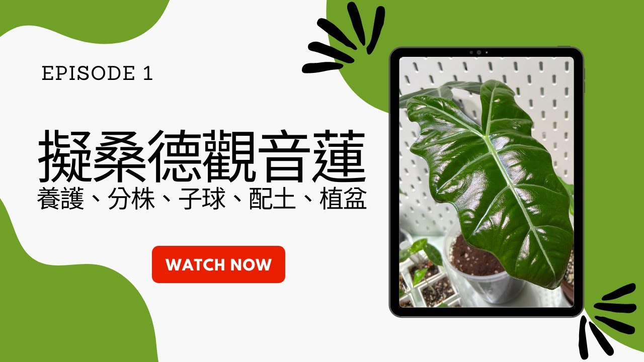 桑蓮葉盆 [B26337] 【公式通販】