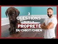 A quel ge un chiot est propre 3 questions sur la propret 