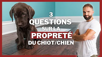 Quel âge un chiot est propre la nuit