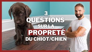 A quel âge un chiot est propre? 3 questions sur la propreté !