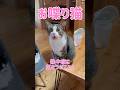 【お喋り猫】最近暑すぎるにゃー… #保護猫 #しゃべる猫 #喋る猫