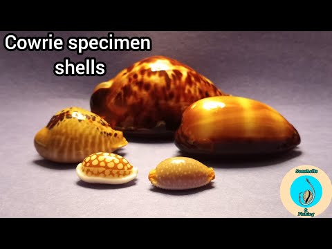Cowrie specimen shells