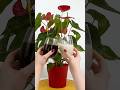 This Homemade Fertilizer Will Make Your Anthurium Thrive and Bloom Like Crazy