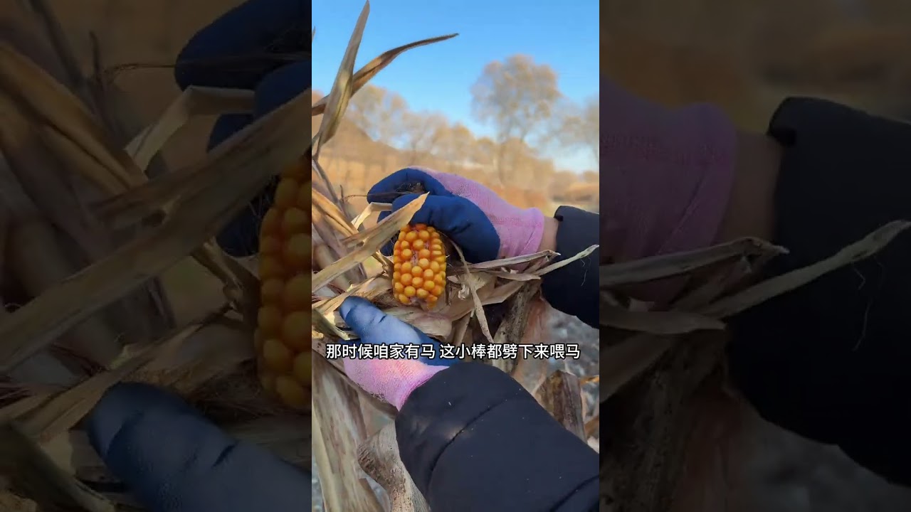 今天得摸黑收了