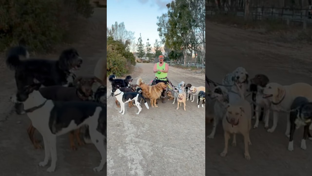 DOGEX:miniature Dire Wolves? 