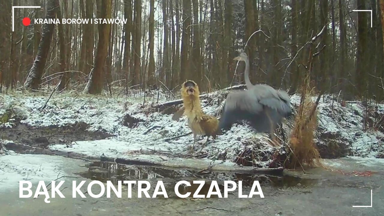 Bąk, czaple, zimorodek, borsuki, wydra, szop, dziki, jelenie....no dobra sami zobaczcie.