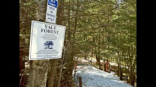 Virtual Silviculture Field Trip: Pine Silviculture