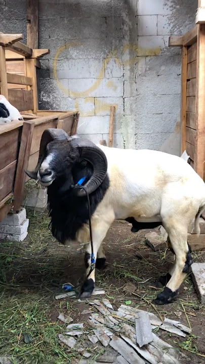 Penampakan Domba Garut 1 Kwintal Keluar Kandang 🔥 #dombagarut #dombaqurban #goat