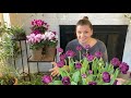 🌴 Fungus Gnat Control ~ Plant Room Tour ~ Tulips Blooming 🌴