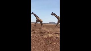 ज़िराफ कितनी तेज़ दौड़ सकता है / HOW FAST CAN GIRAFFE RUN | #shorts #facts #giraffe #giraffefacts