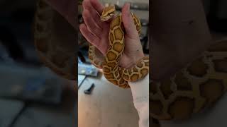 Our Carmel Burmese python, name still pending… #shorts #snake. #reptile Net Worth