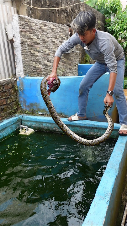 IT WAS THE LARGE PYTHON'S TURN TO ENTER THE TOMAN MONSTER POOL