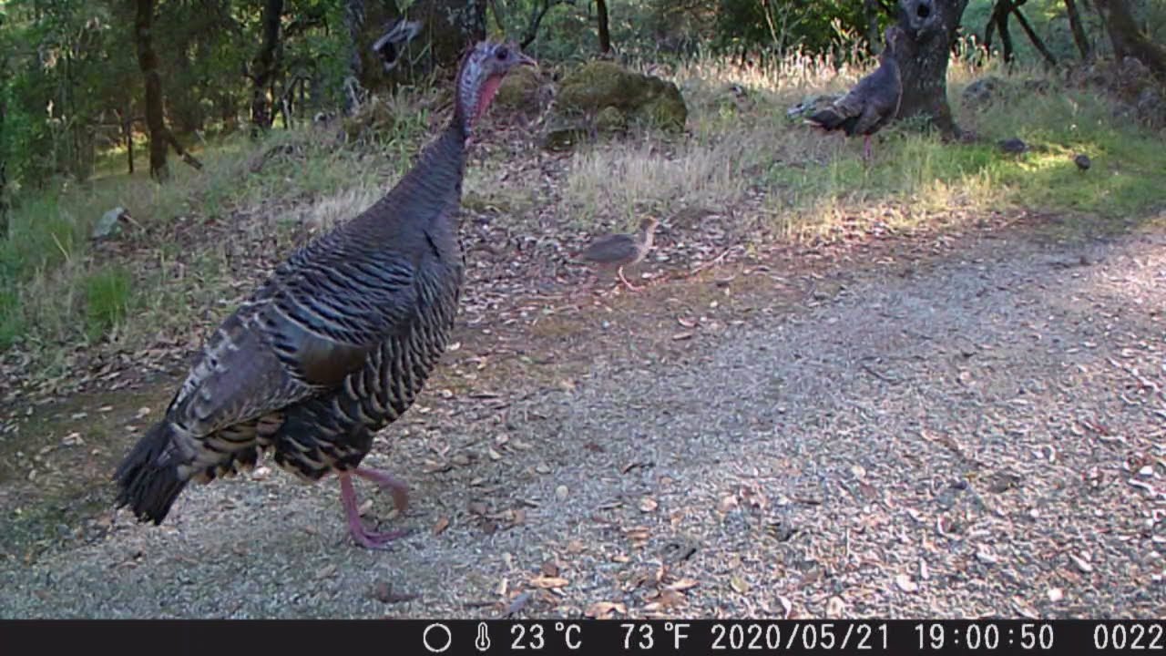 Wild Turkey Chicks on the loose (S1E1) YouTube