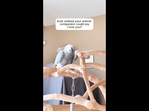 Ever wished they could say " I love you"?