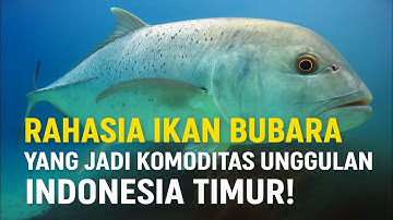 Inovasi Hebat di Balik Ikan Bubara Indonesia! Menjadi Komoditas Unggulan dari Laut Ambon!”
