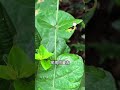 扭肚藤,80多年前醫藥學家的秘方,凡患濕熱腹痛,大便久痢,煎服即愈! #plants #knowledge #plants #botany