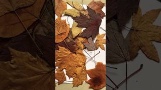 Dry leaf art #shorts #youtubeshorts #diy #craft #maple #autumn