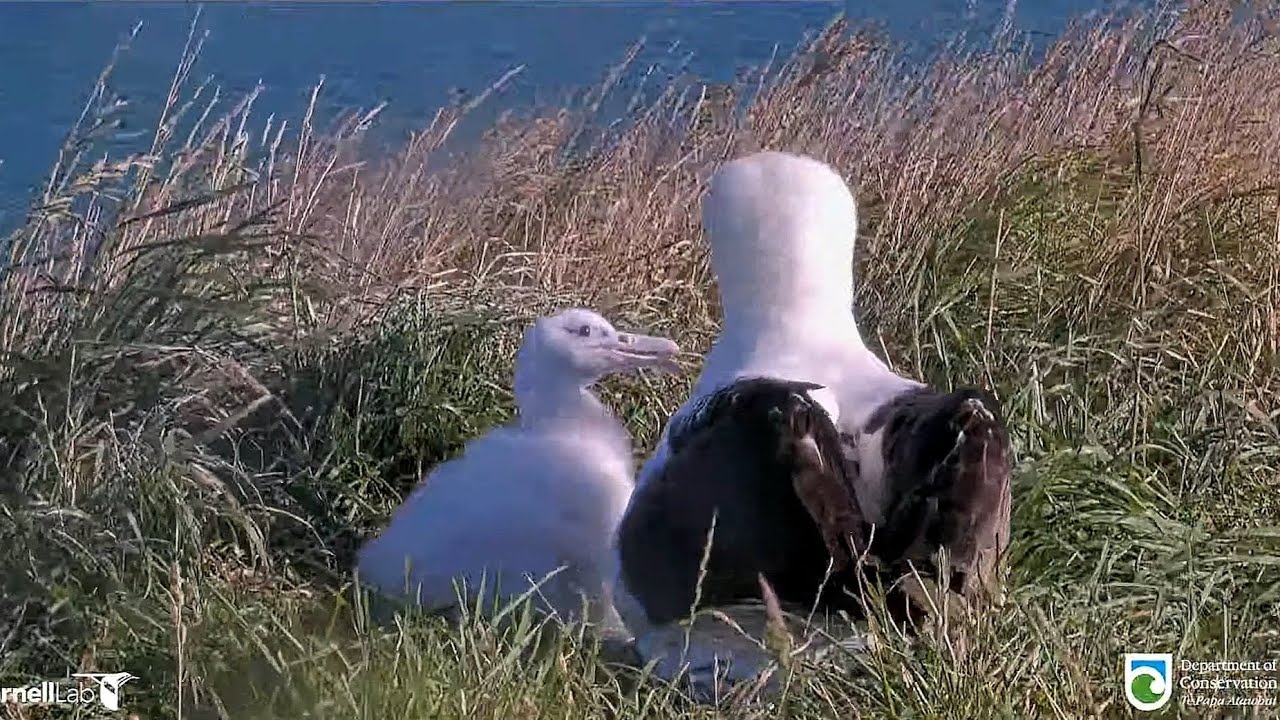 Royal Albatross - WYL💙 is back ...Quick changeover and sweet moments with his little Plateau chick🐥👑