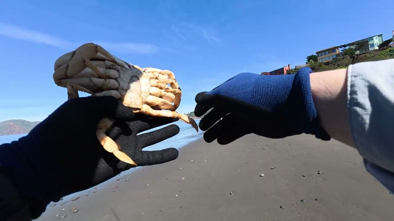 China Beach Dungeness Crabbing Supercut - 34 casts, 20 crabs, 0 keepers | 2026-02-27
