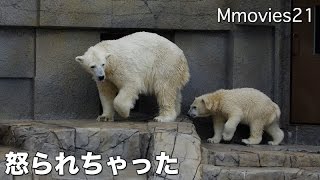Polar Bears リラの水しぶきに起こされたララ