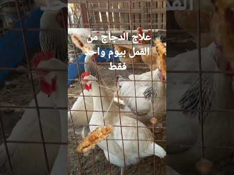 اسرع طريقة للقضاء على القمل بيوم واحد