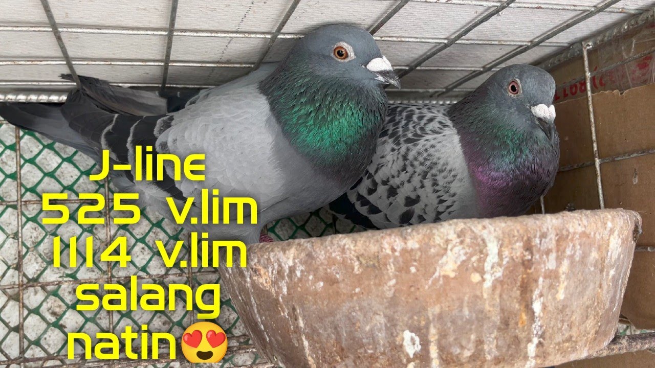 J-line 525 1114 salang natin😍